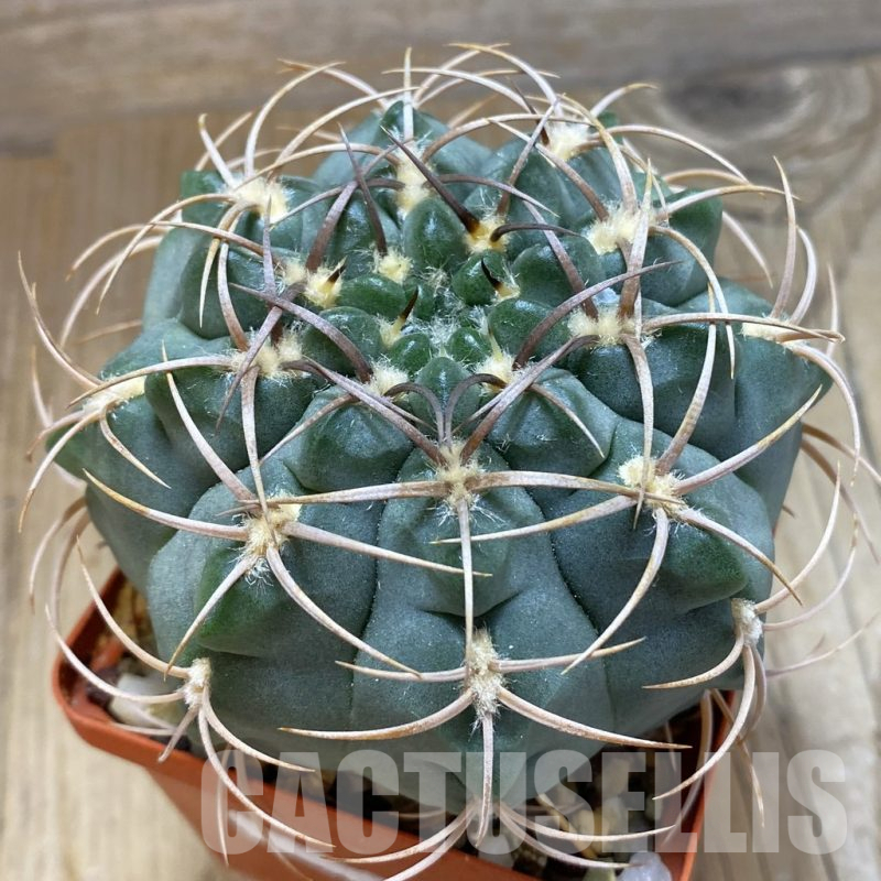 SH14989 Gymnocalycium tillianum, old 8 years