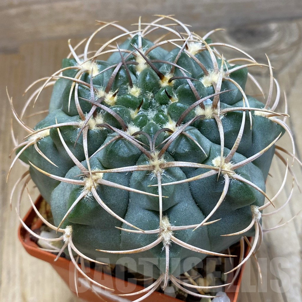 SH14989 Gymnocalycium tillianum, old 8 years