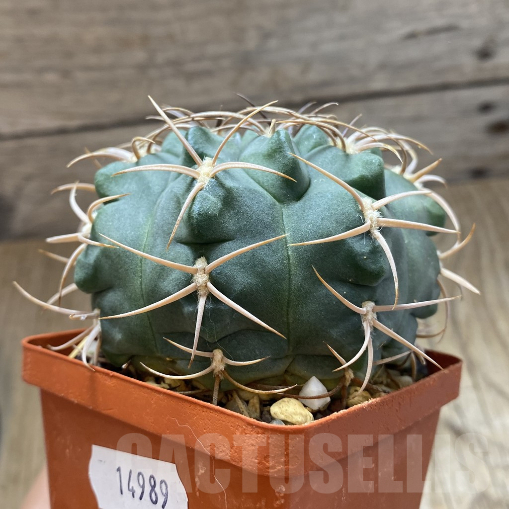 SH14989 Gymnocalycium tillianum, old 8 years - Image 2