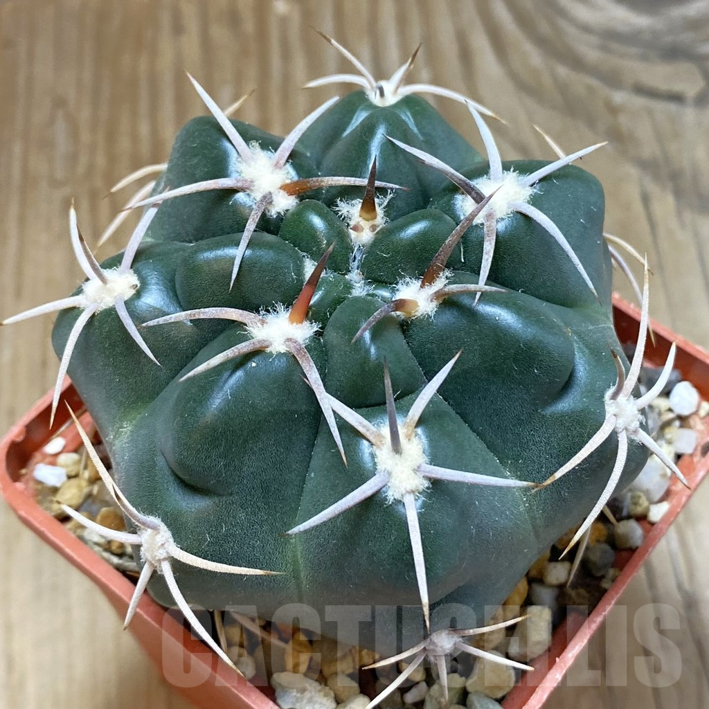 SH14990 Gymnocalycium orientale v. vikulovii, old 6 years