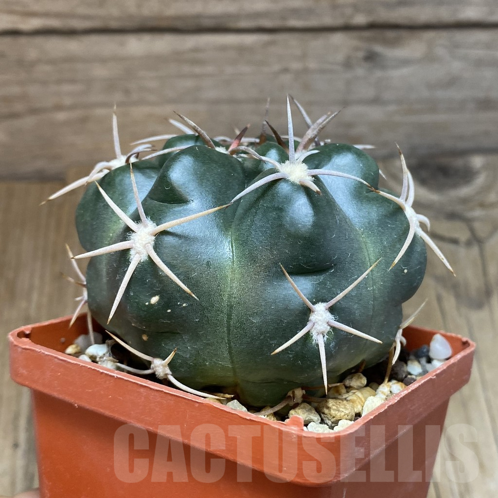 SH14990 Gymnocalycium orientale v. vikulovii, old 6 years - Image 2