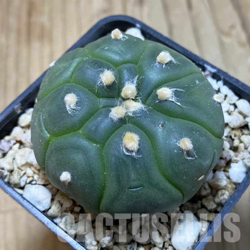 SH14992 Astrophytum asterias ‘Kikko’