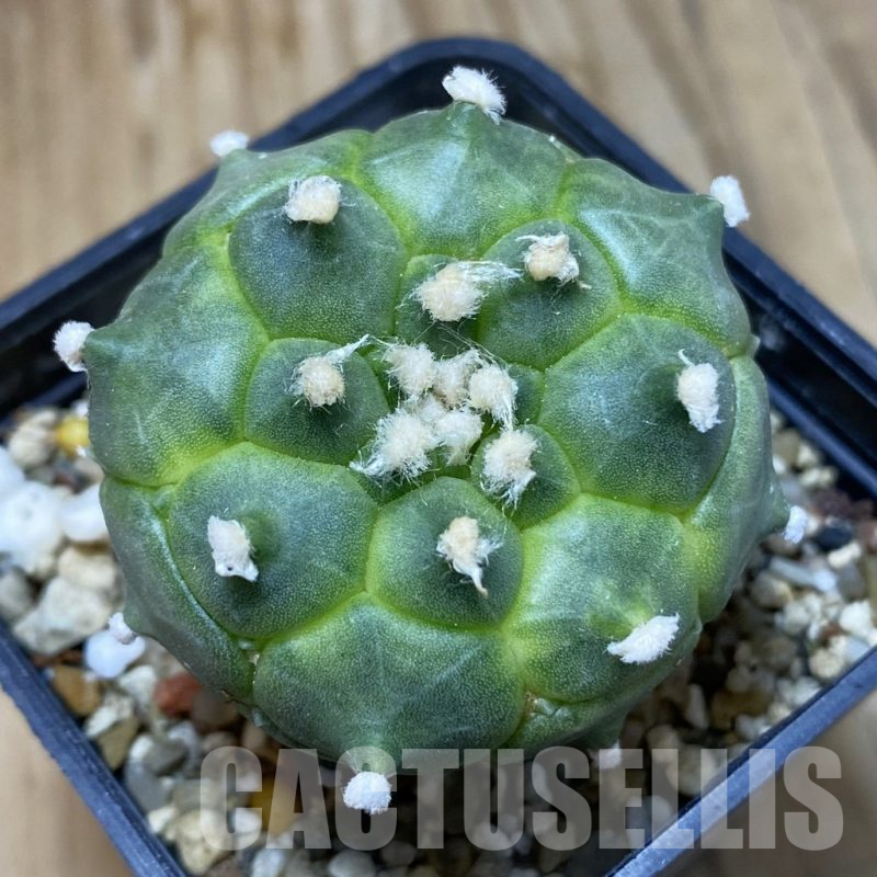 SH14994 Astrophytum asterias ‘Kikko’