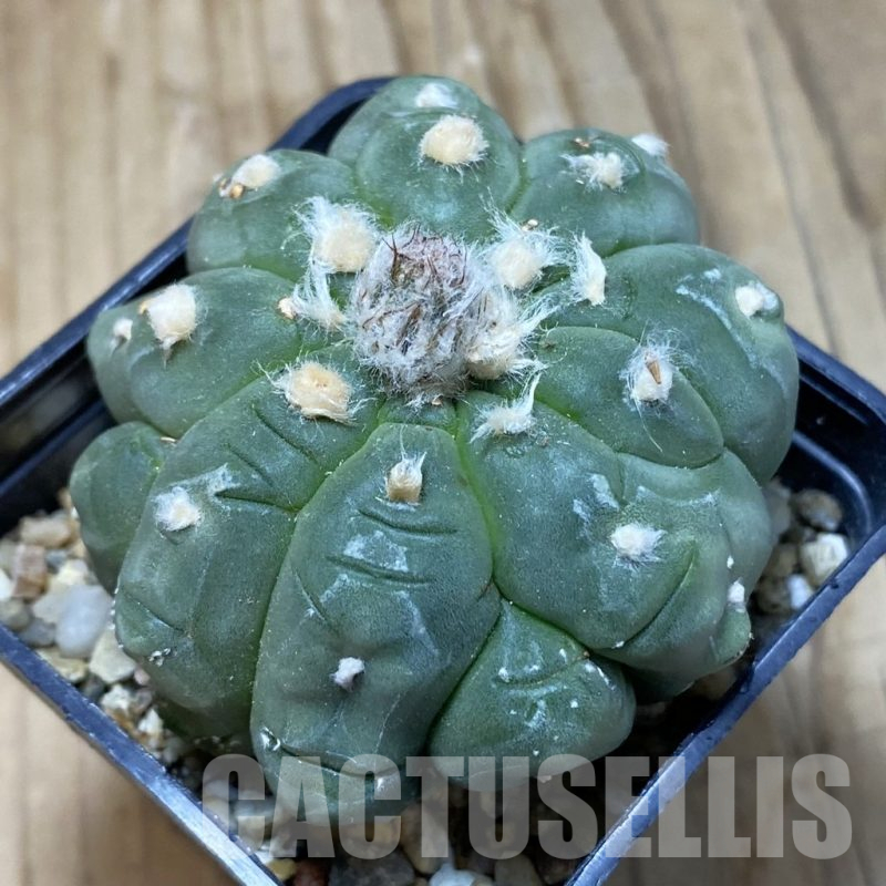 SH14995 Astrophytum asterias ‘Kikko Lizard Skin’