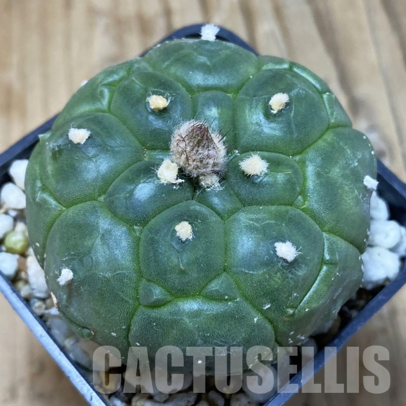 SH14996 Astrophytum asterias ‘Kikko’