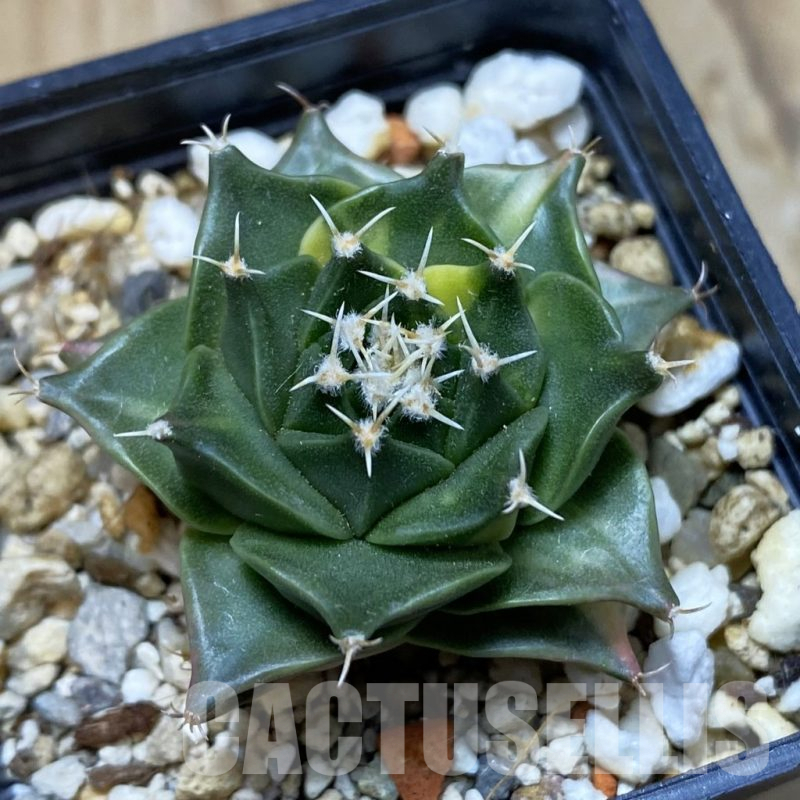 SH14998 Obregonia denegrii f. variegata