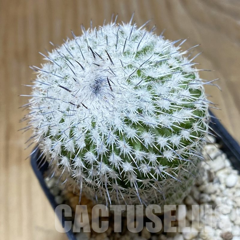 SH15000 Epithelantha micromeris v. unguispina