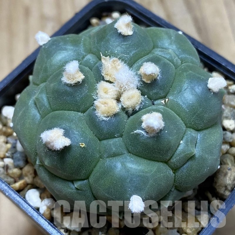 SH15163 Astrophytum asterias ‘Kikko’