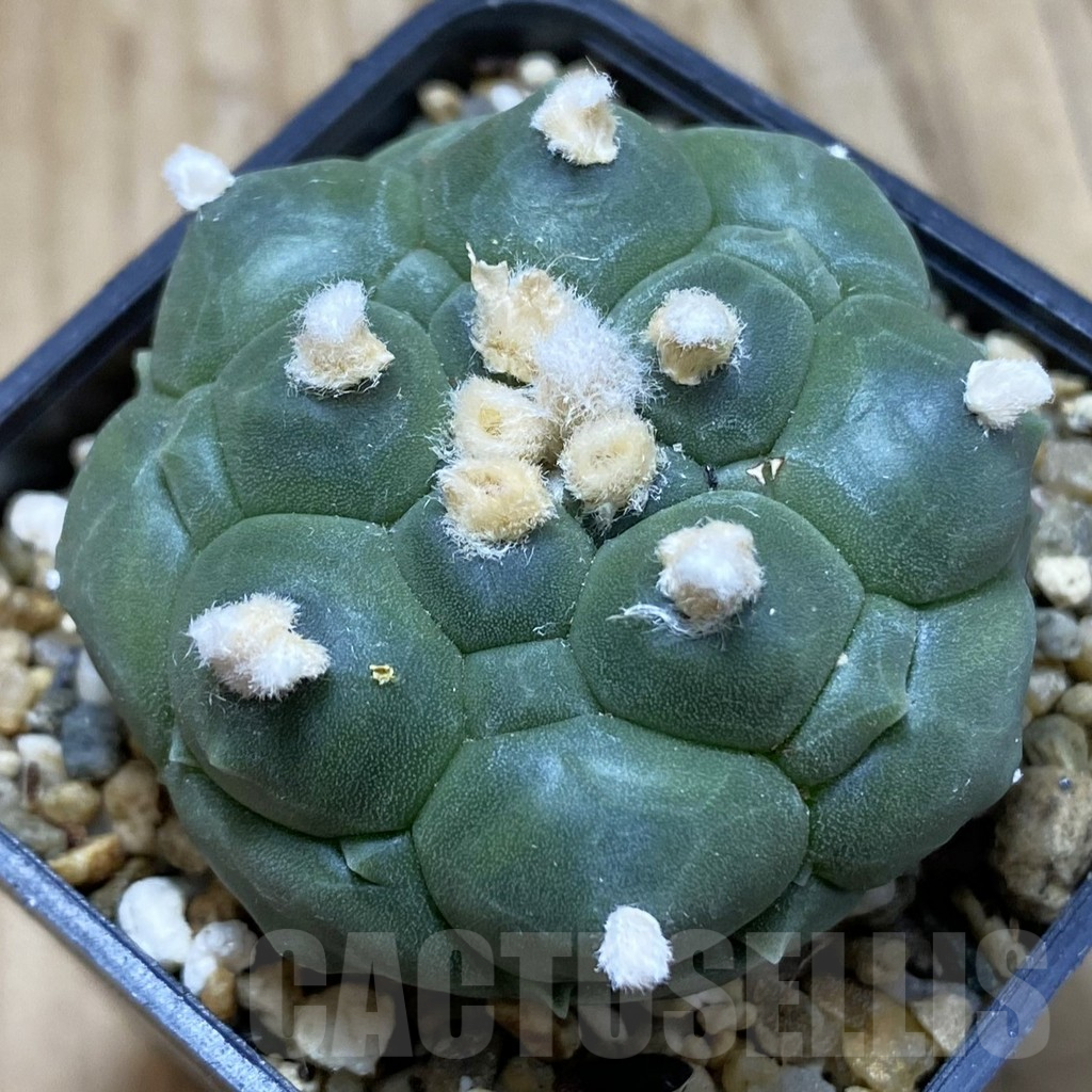 SH15163 Astrophytum asterias ‘Kikko’