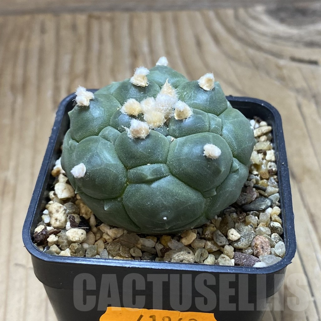 SH15163 Astrophytum asterias ‘Kikko’ - Imagen 2