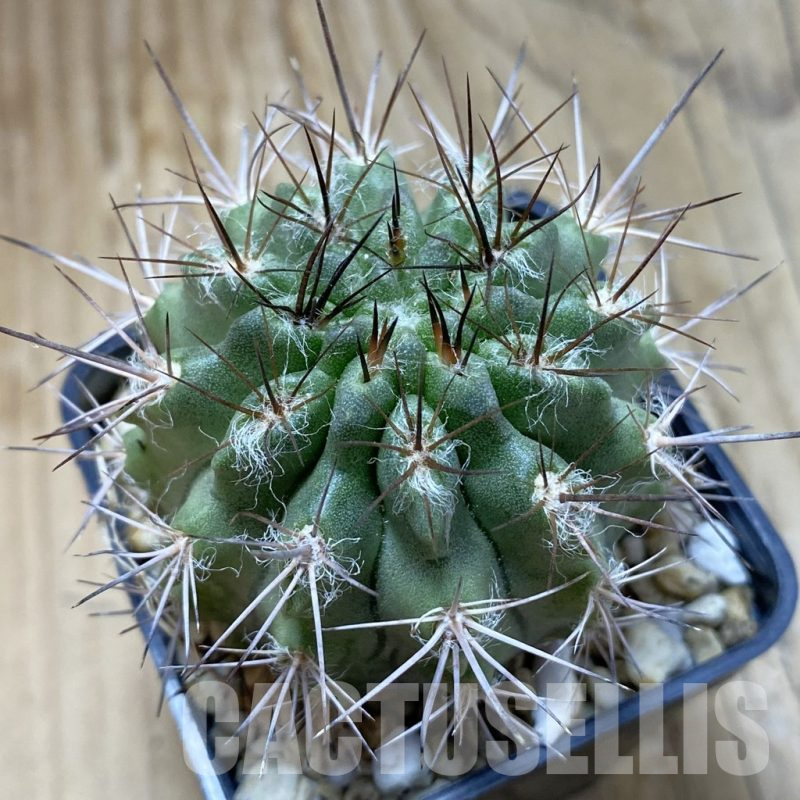 SH15166 Neochilenia floccosa