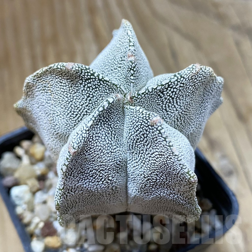 SH15168 Astrophytum myriostigma ‘Onzuka’