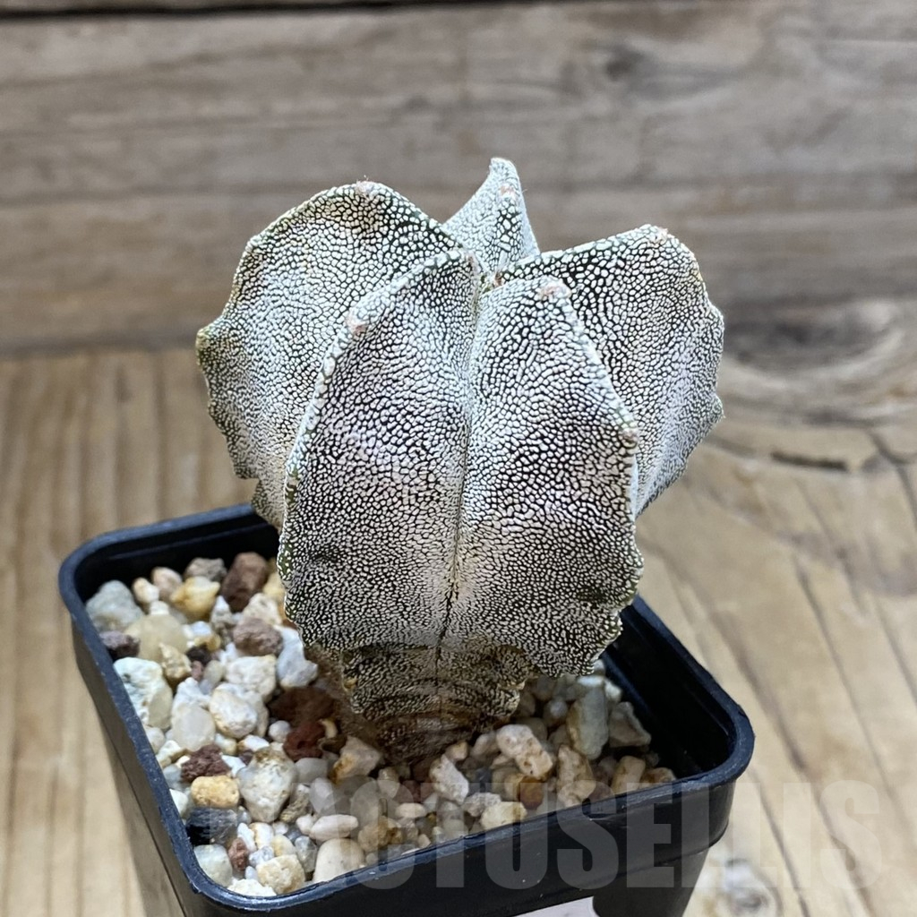 SH15168 Astrophytum myriostigma ‘Onzuka’ - Obrázek 2