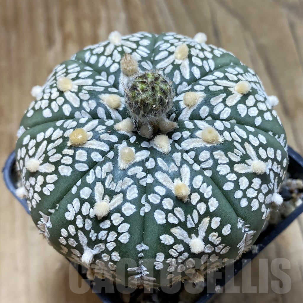SH15176 Astrophytum asterias ‘Super Kabuto’ V-type