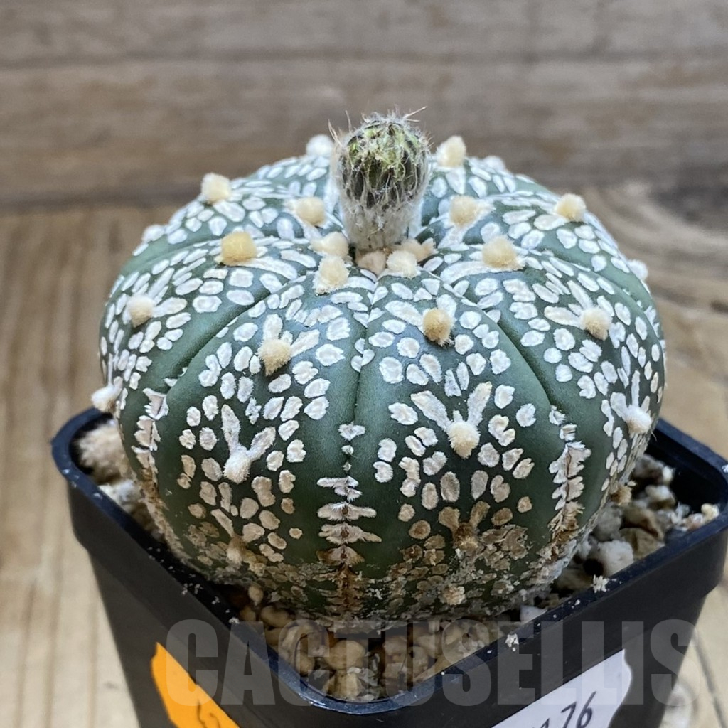 SH15176 Astrophytum asterias ‘Super Kabuto’ V-type - Image 2