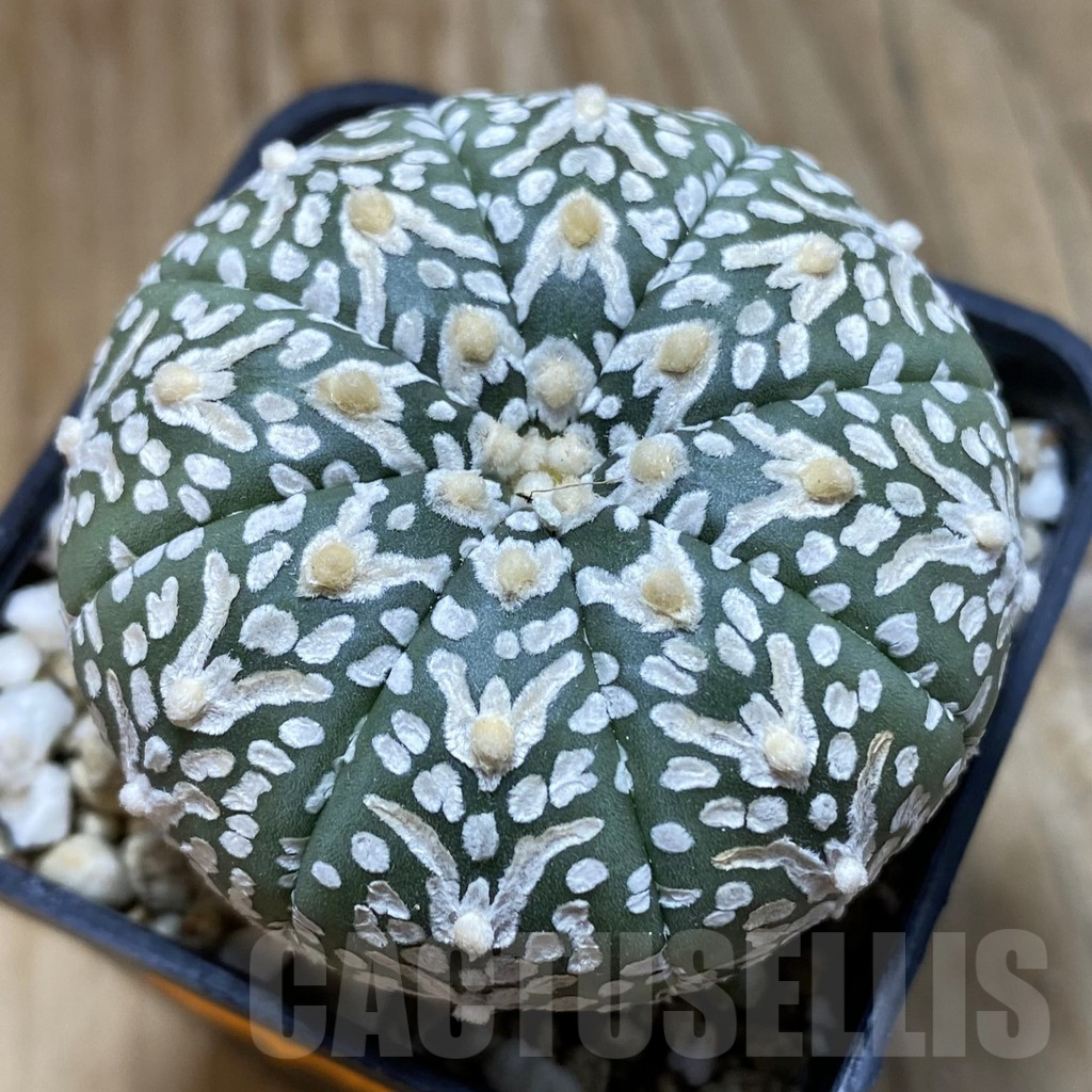 SH15177 Astrophytum asterias ‘Super Kabuto’ V-type