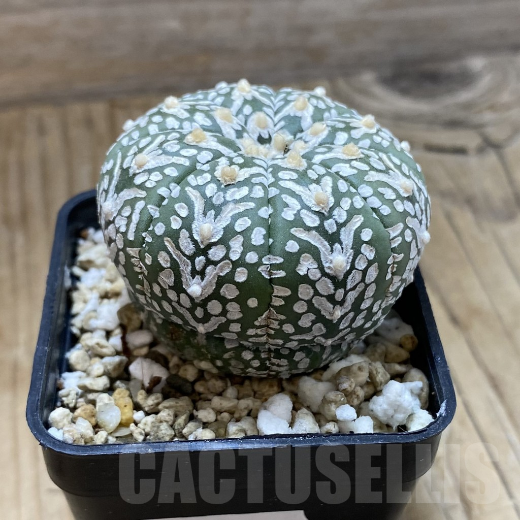 SH15177 Astrophytum asterias ‘Super Kabuto’ V-type - Image 2