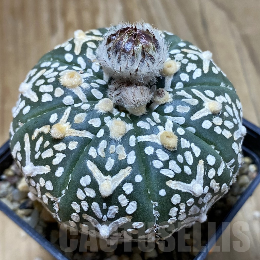 SH15179 Astrophytum asterias ‘Super Kabuto’ V-type