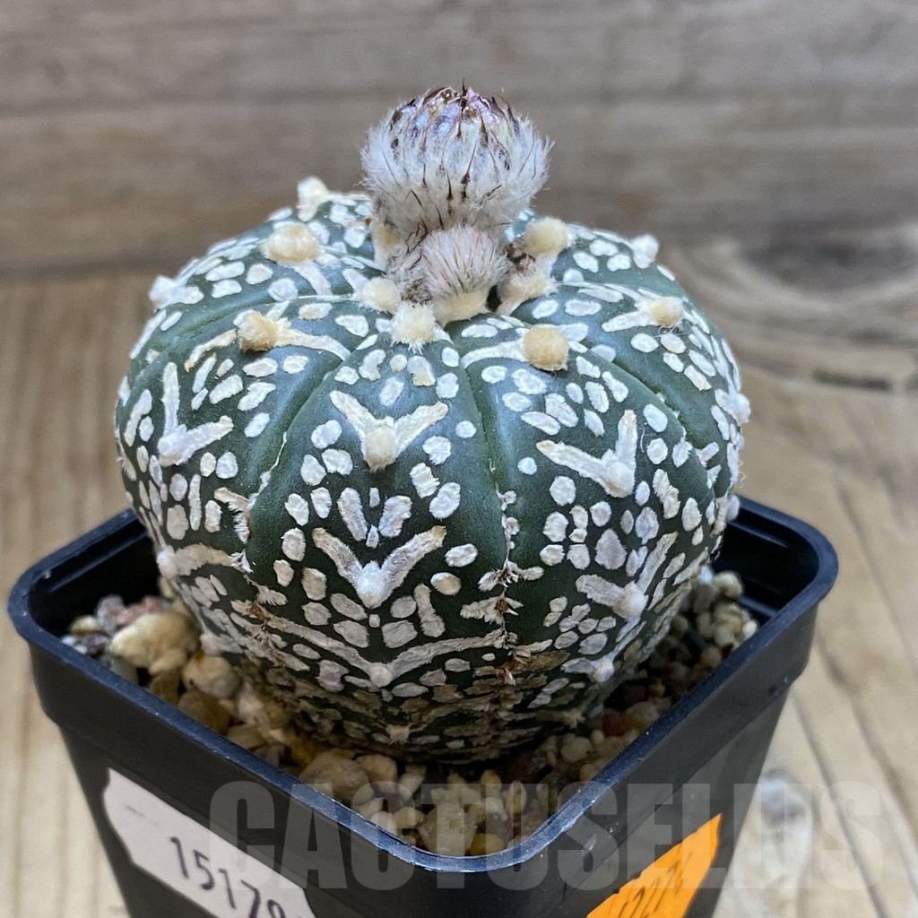 SH15179 Astrophytum asterias ‘Super Kabuto’ V-type - Image 2