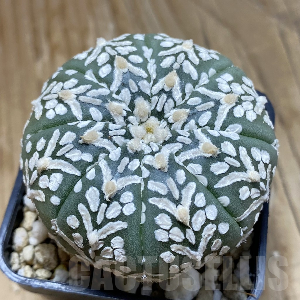 SH15180 Astrophytum asterias ‘Super Kabuto’ V-type