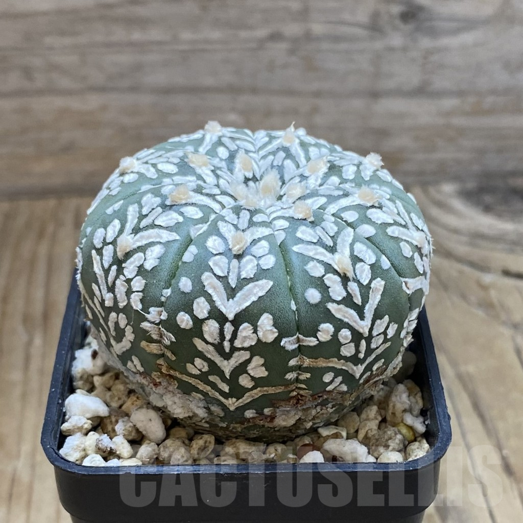 SH15180 Astrophytum asterias ‘Super Kabuto’ V-type - immagine 2