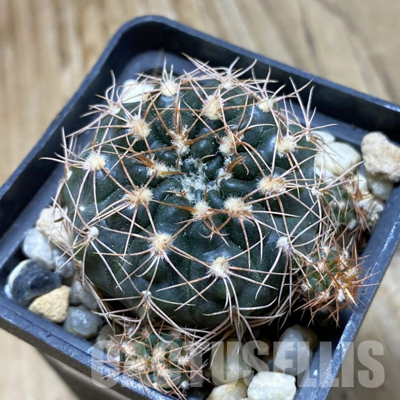 SH15181 Gymnocalycium capillaense