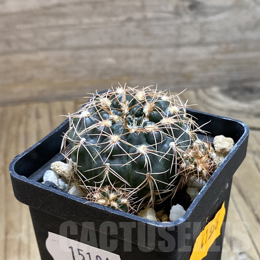 SH15181 Gymnocalycium capillaense - immagine 2