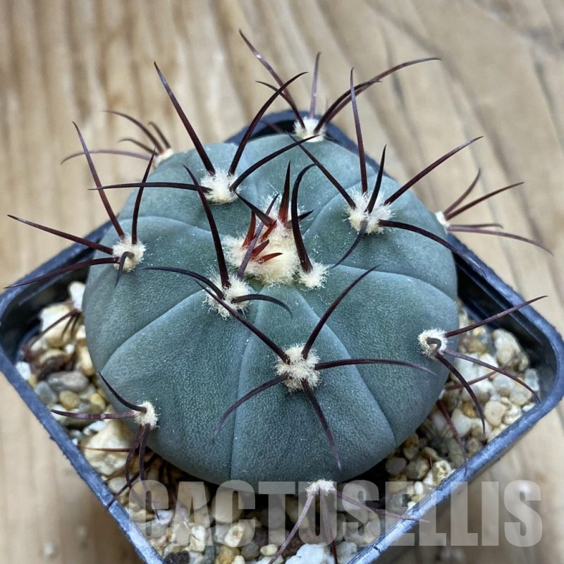 SH15182 Gymnocalycium cabreraense VOS 2122