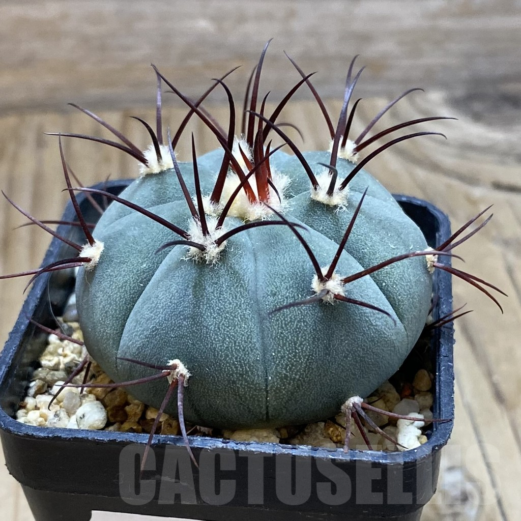 SH15182 Gymnocalycium cabreraense VOS 2122 - immagine 2