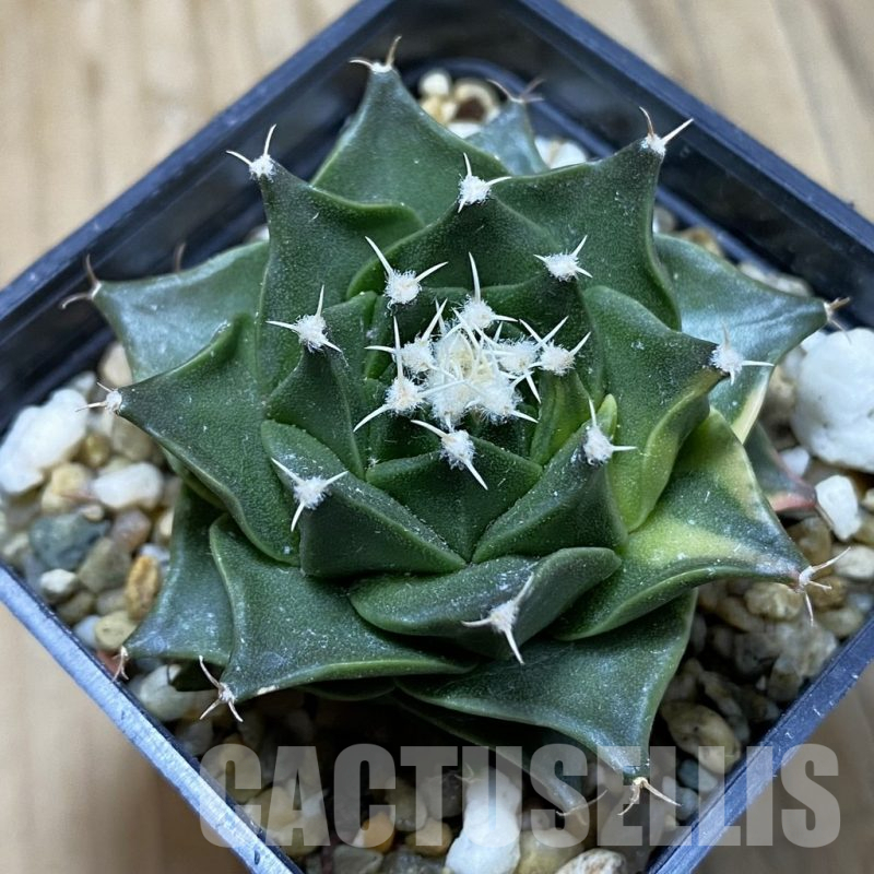 SH15145 Obregonia denegrii ex f. variegata