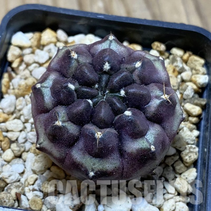 SH15147 Gymnocalycium mihanovichii ‘Day Dream’, seedling