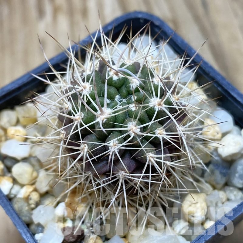 SH15224 Neoporteria curvispina ex M.G. 1030.741