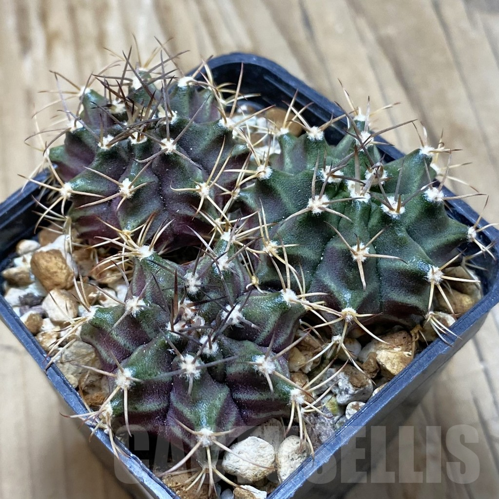 SH15269 Gymnocalycium mihanovichii hybrid 3 plants, seedling