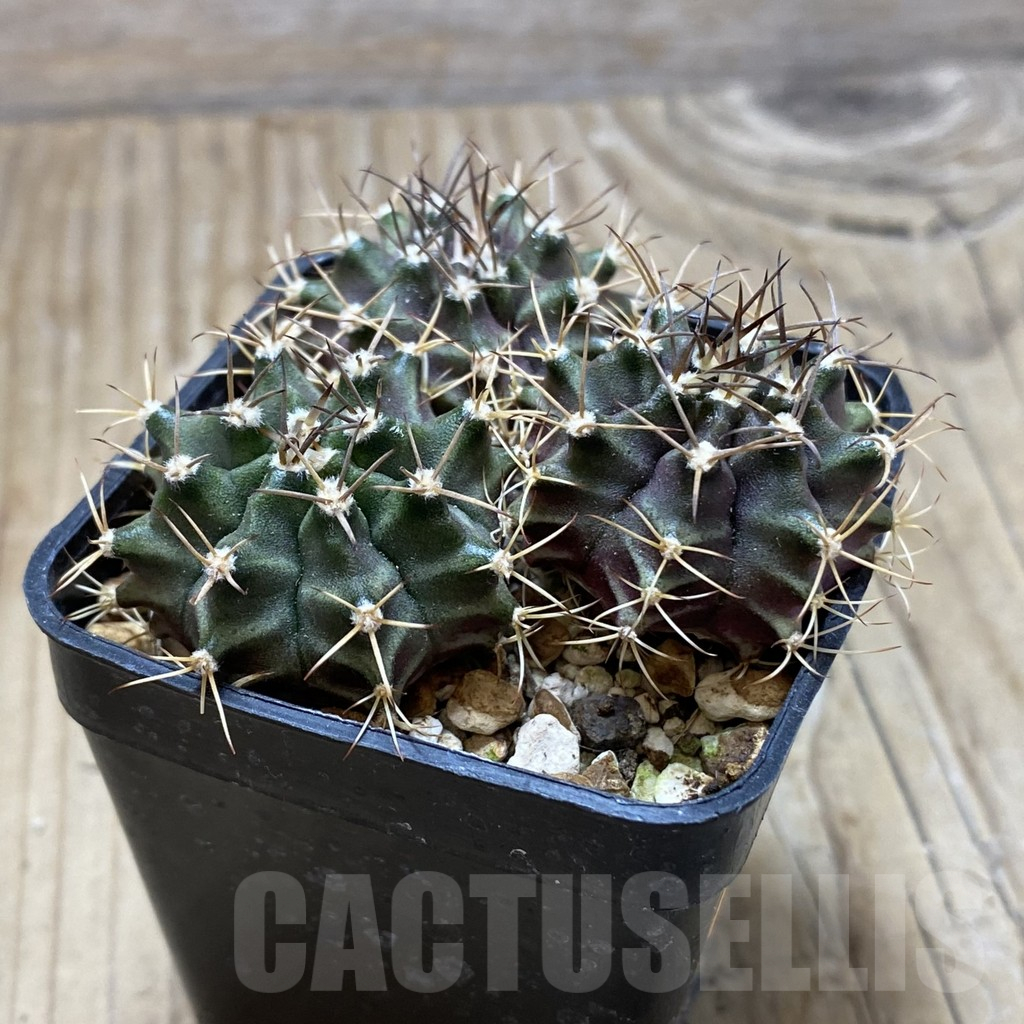 SH15269 Gymnocalycium mihanovichii hybrid 3 plants, seedling - Image 2