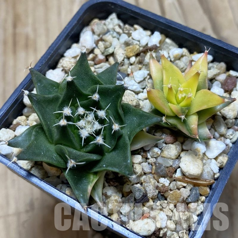 SH15226 Obregonia denegrii f. variegata, 2 plants