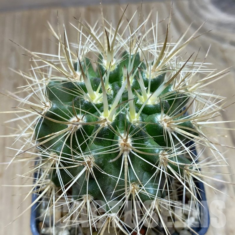 SH15221 Eriosyce subgibbosa v. nigrihorrida JA 279