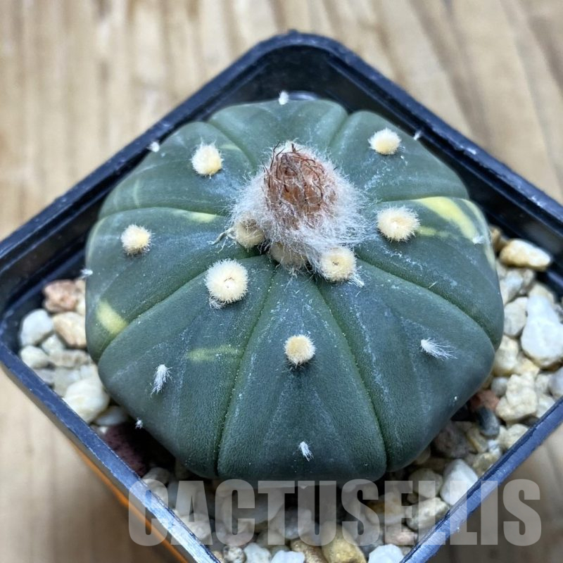 SH15227 Astrophytum asterias f. variegata