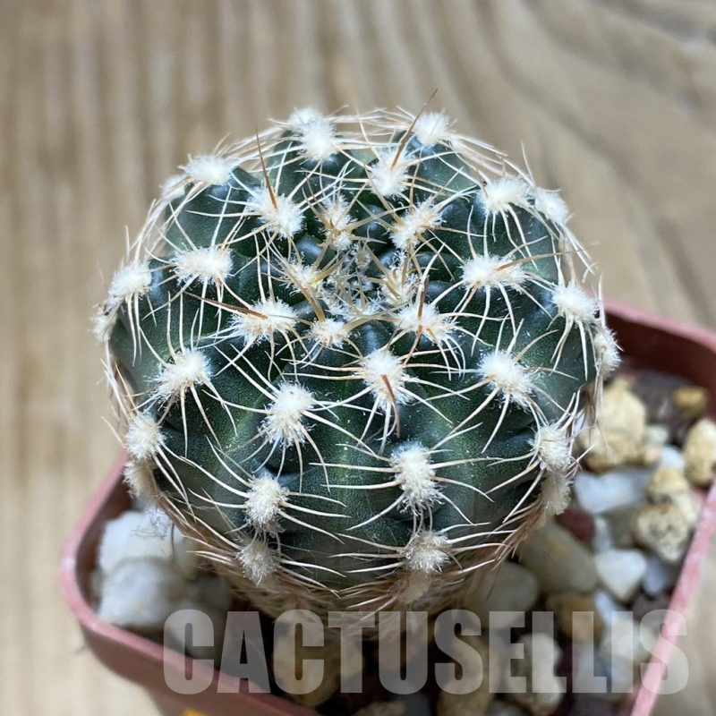 SH15232 Gymnocalycium bruchii v. hossei