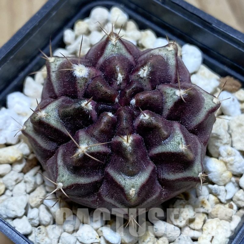 SH15234 Gymnocalycium mihanovichii ‘Day Dream’, seedling