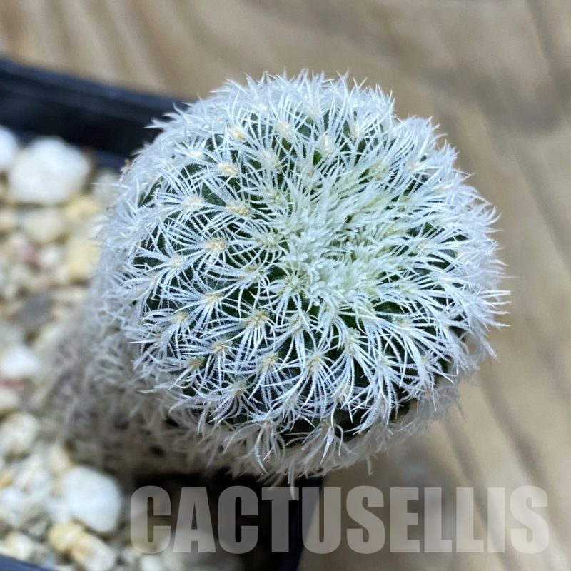 SH15236 Frailea densispina