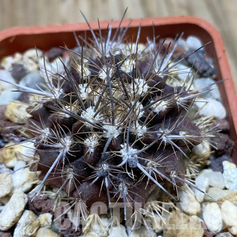 SH15223 Neoporteria subgibbosa v. litoralis