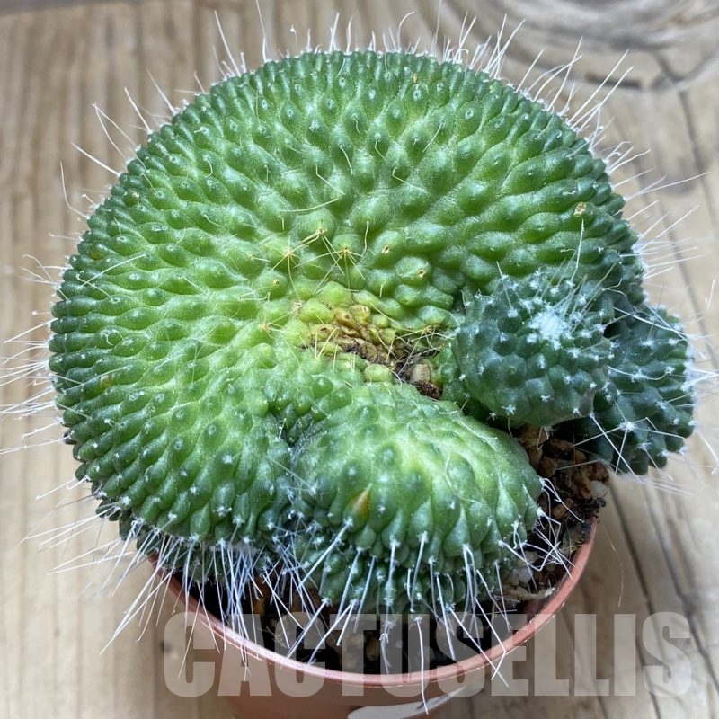 SH15414 Mammillaria ‘Un Pico’ f. cristata