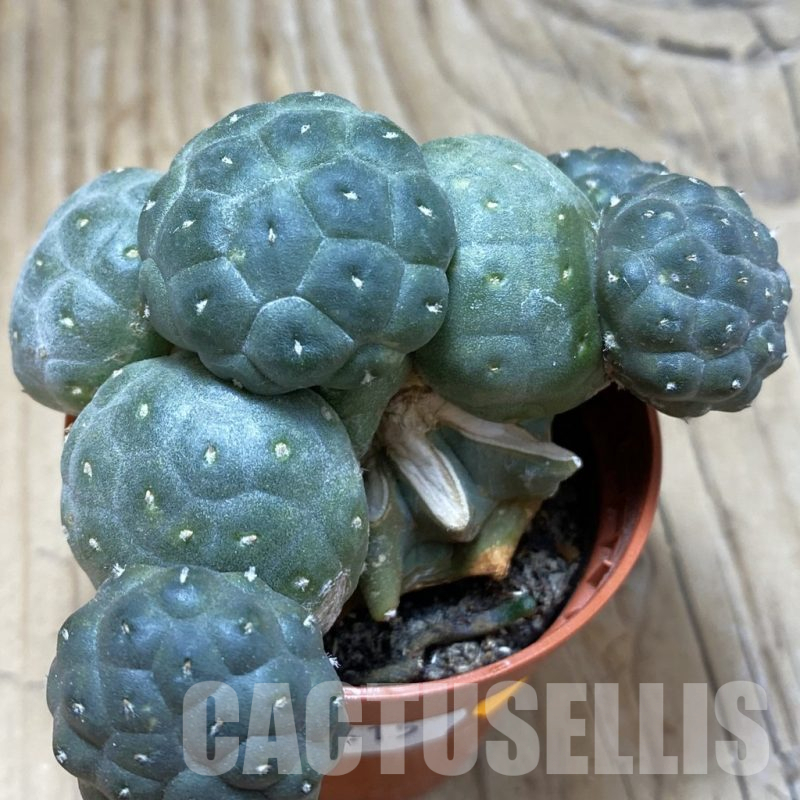 SH15415 Puna bonnieae 'inermis', grafted