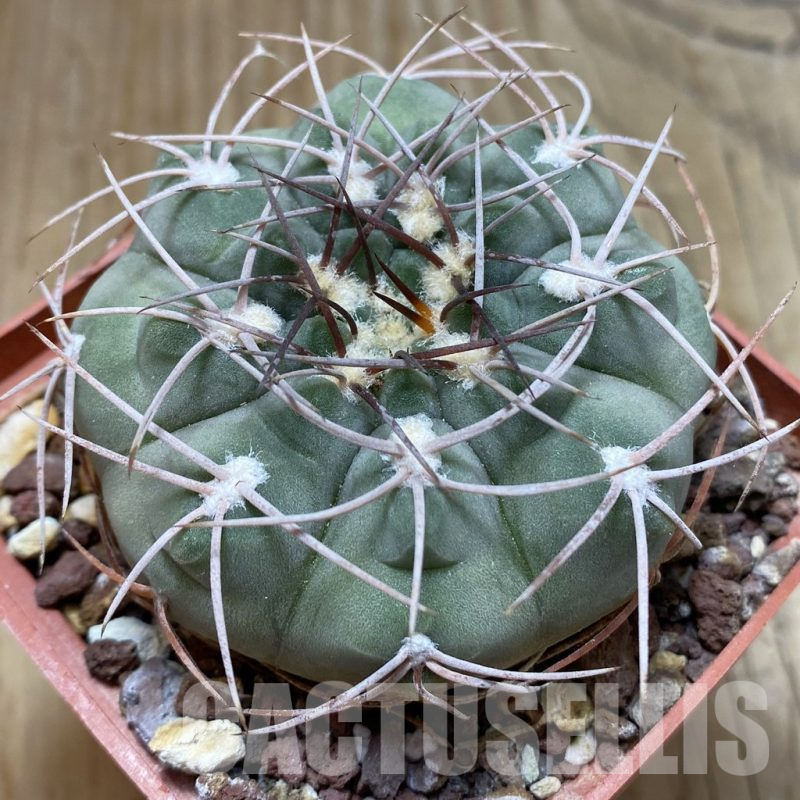 SH15410 Gymnocalycium ochoterenae