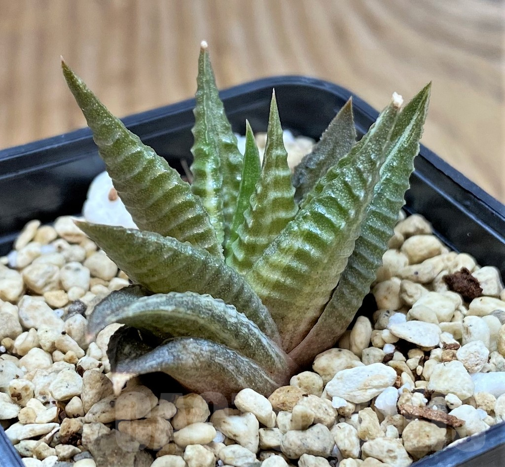 SHPR42065 Haworthia limifolia f.variegata