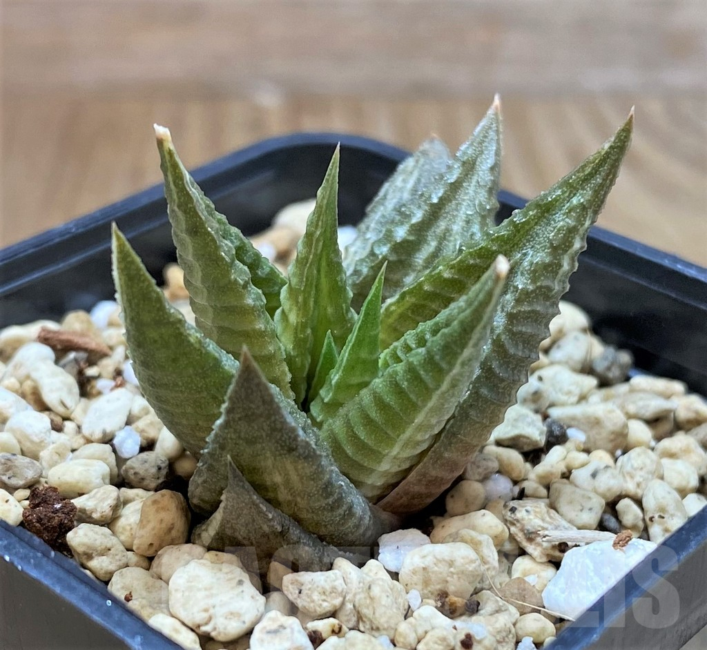 SHPR42065 Haworthia limifolia f.variegata - Obrázek 2