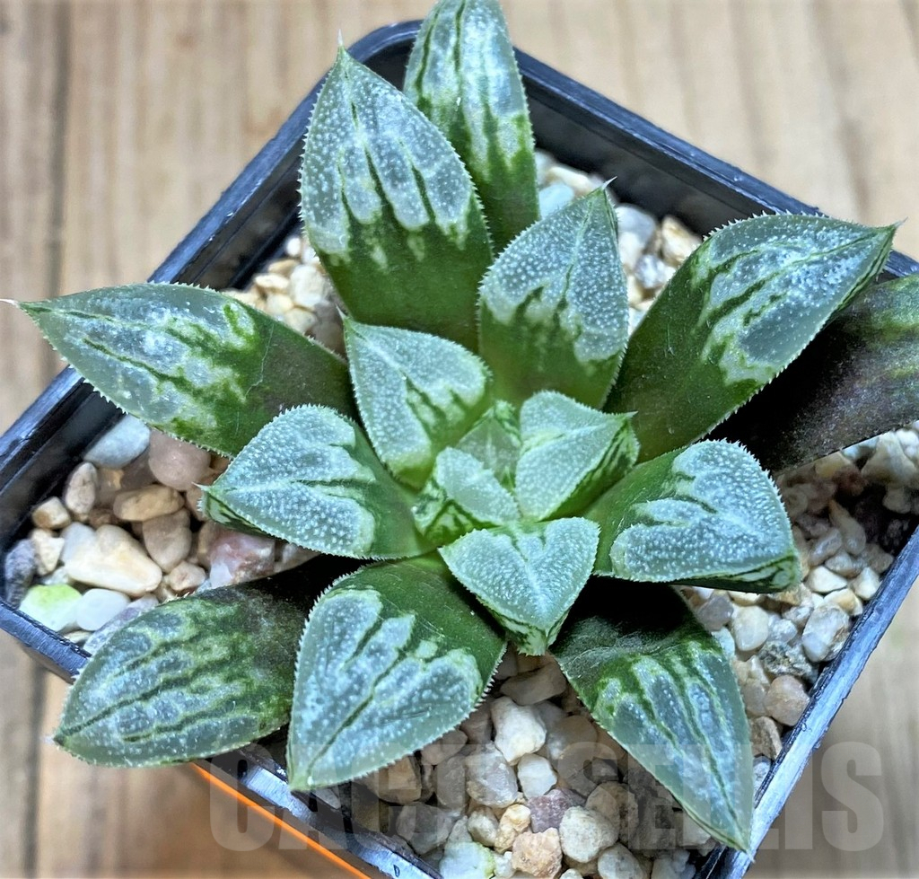 SHPR42062 Haworthia ‘Love Heart’