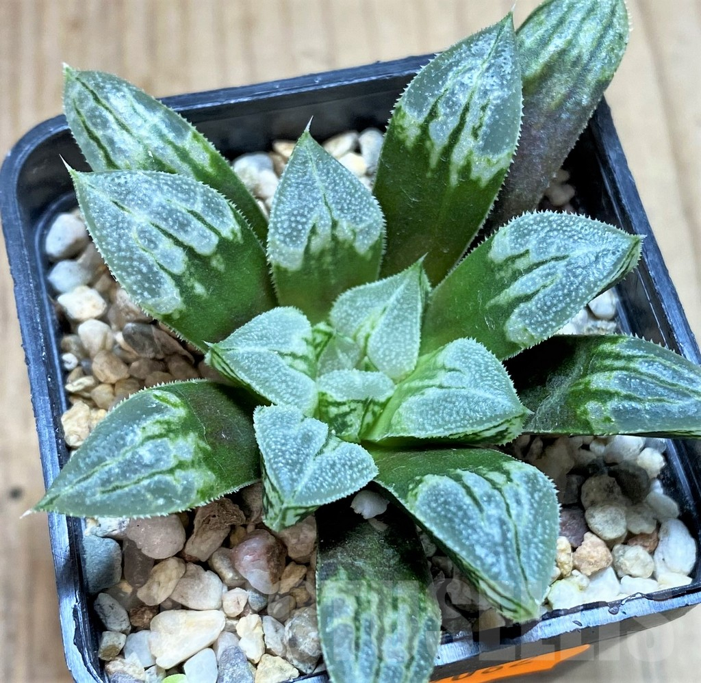 SHPR42062 Haworthia ‘Love Heart’ - Image 2