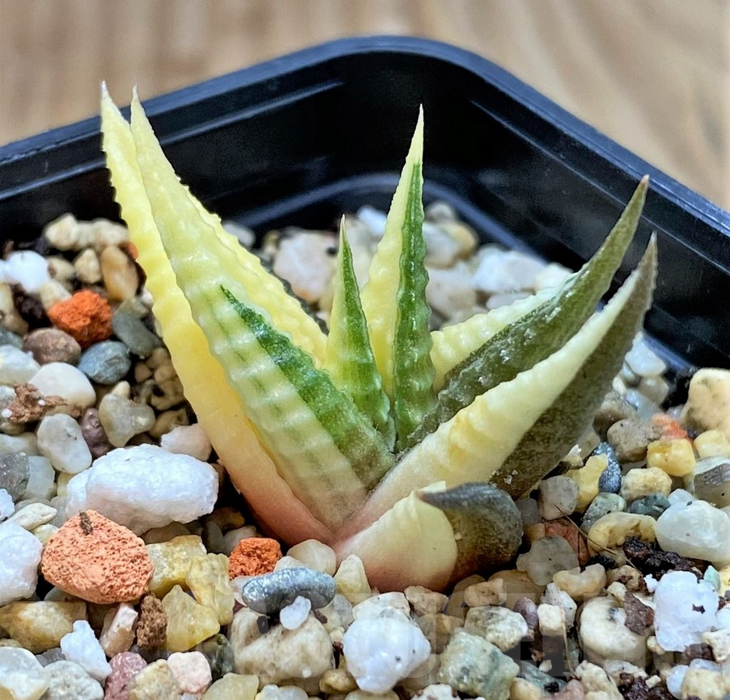 SHPR42063 Haworthia limifolia f.variegata