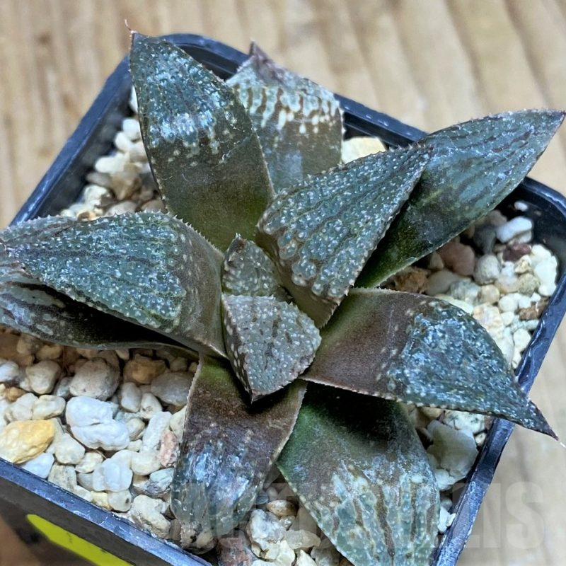 SH623 Haworthia 'Kuroshima Dekenahii' x picta